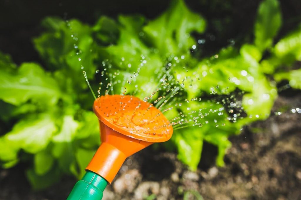 Watering Plants With A Watering Can 1024x682 1